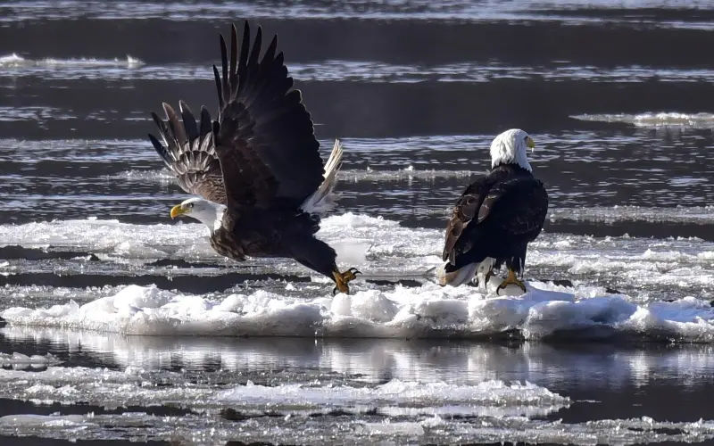 Dos águilas calvas sobre hielo flotando en un río