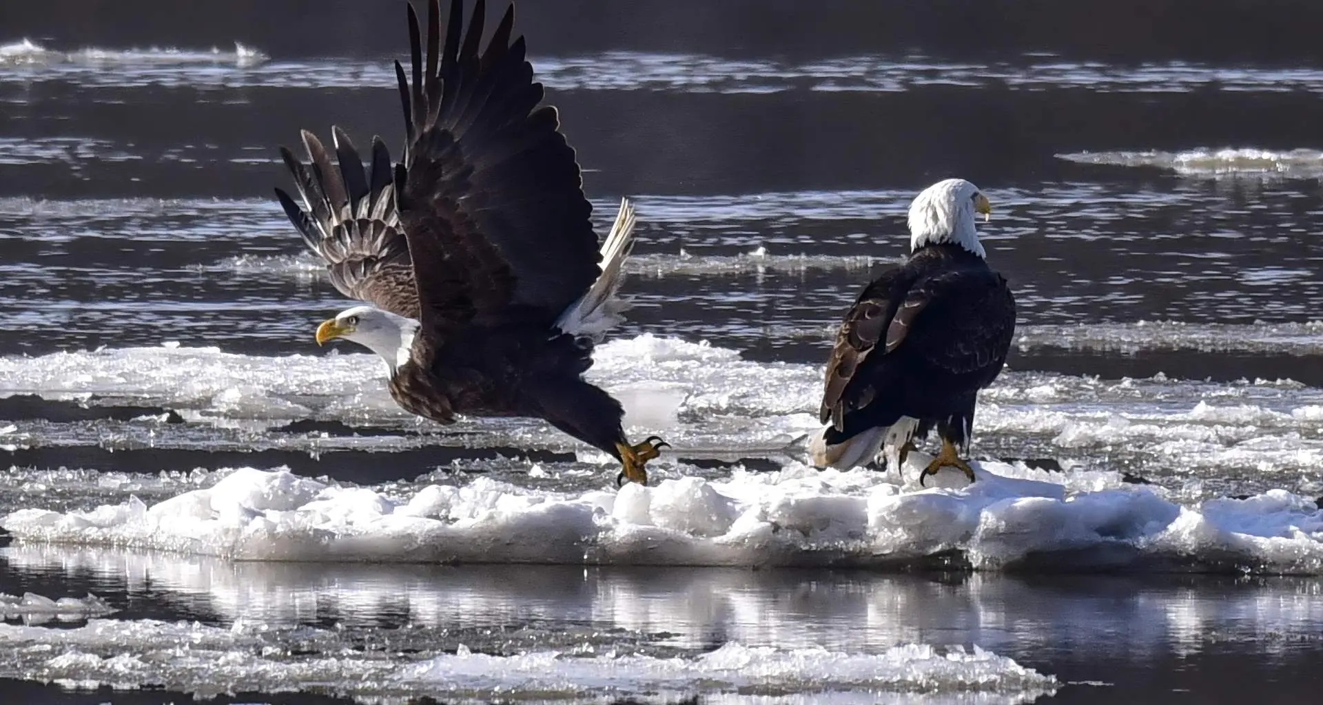 Dos águilas calvas sobre hielo flotando en un río