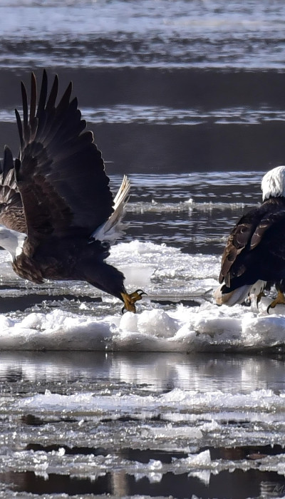 Dos águilas calvas sobre hielo flotando en un río
