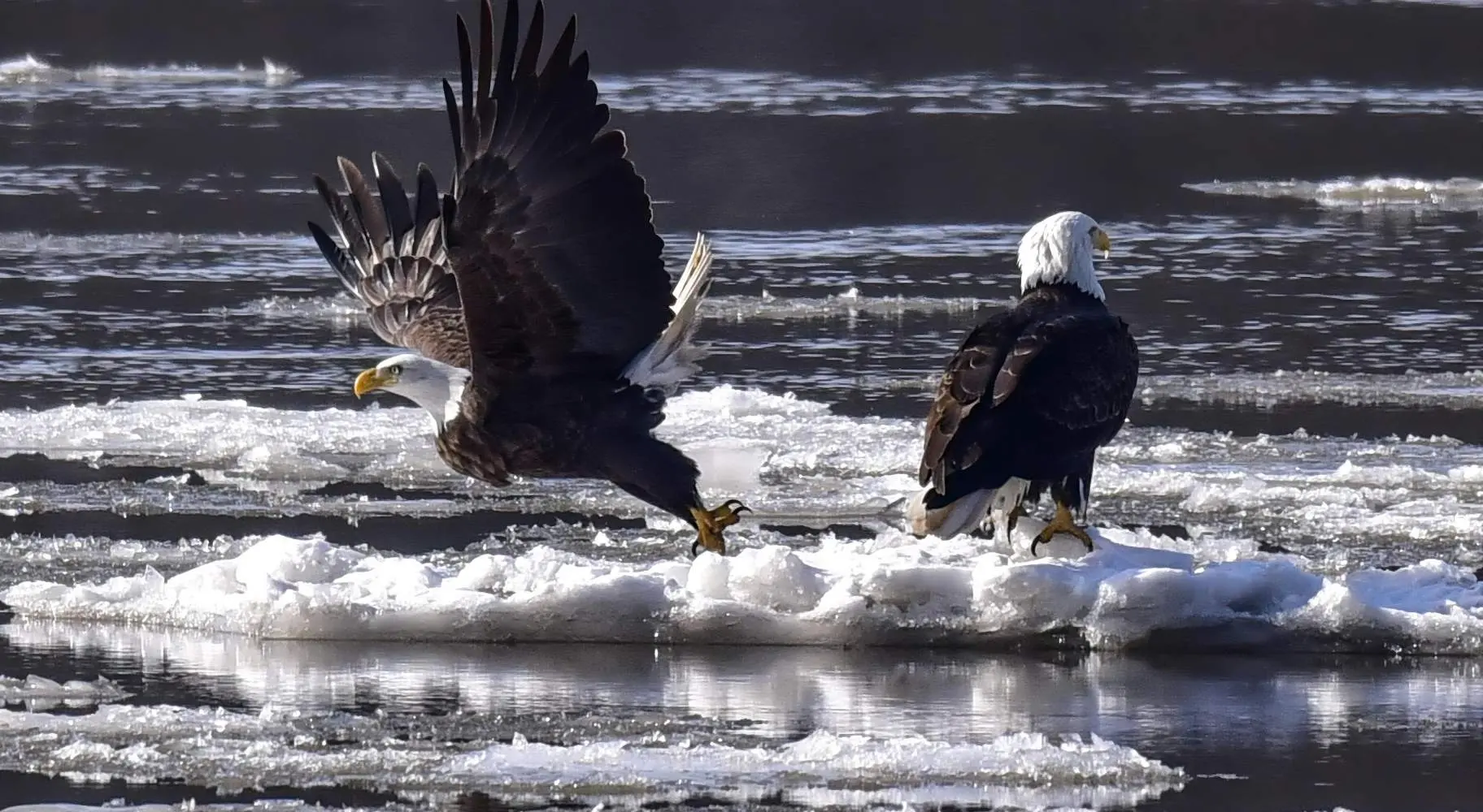 Dos águilas calvas sobre hielo flotando en un río