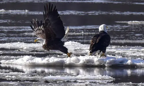 Dos águilas calvas sobre hielo flotando en un río