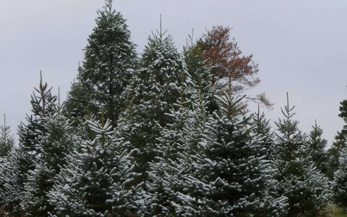 Granja de árboles de Navidad Bill's Friendly