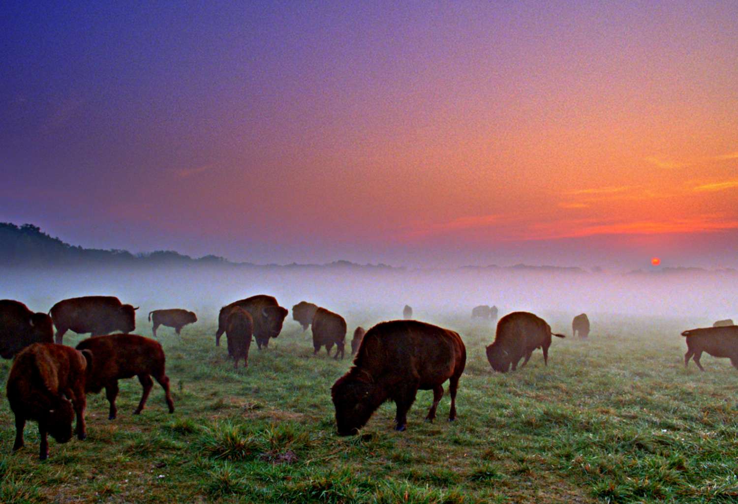 Búfalos pastan al atardecer en Wildlife Prairie Park