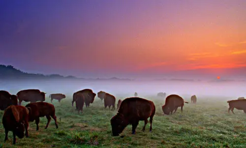 Búfalos pastan al atardecer en Wildlife Prairie Park