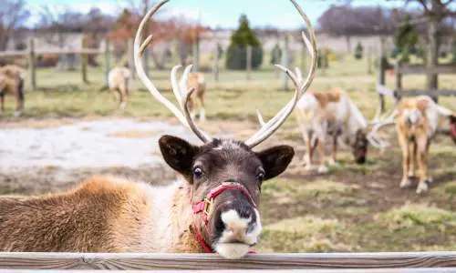 Rancho Hardys Reindeer