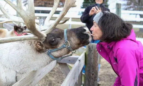 Champaign Hardys Reindeer Ranch Beso