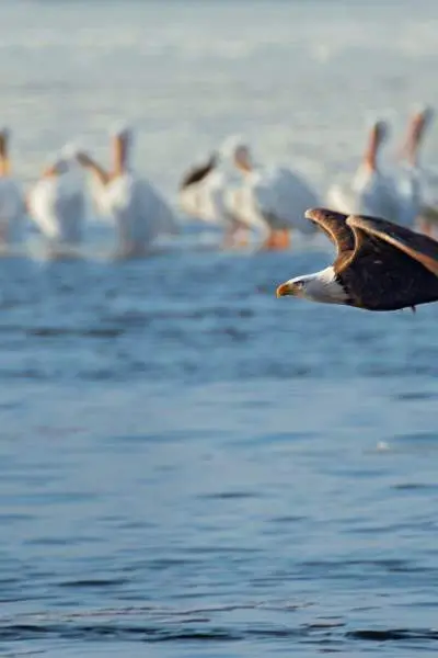 águila calva volando