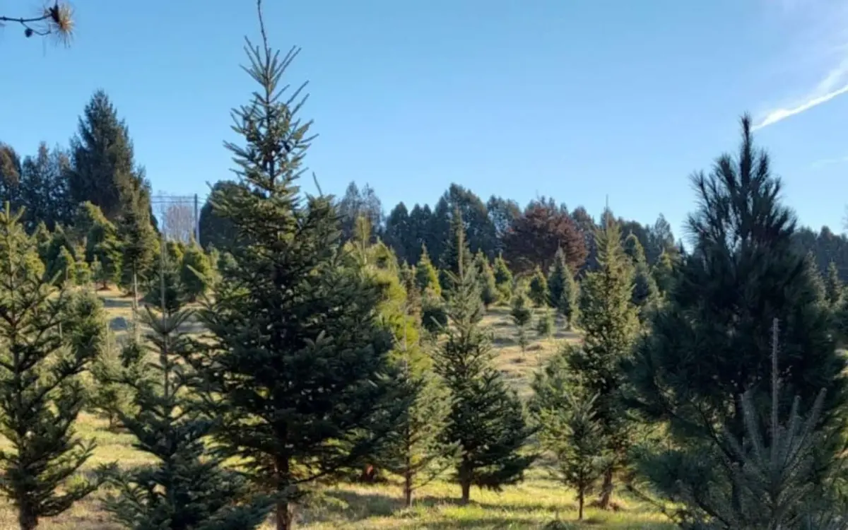 Granja de árboles de Navidad Ochs