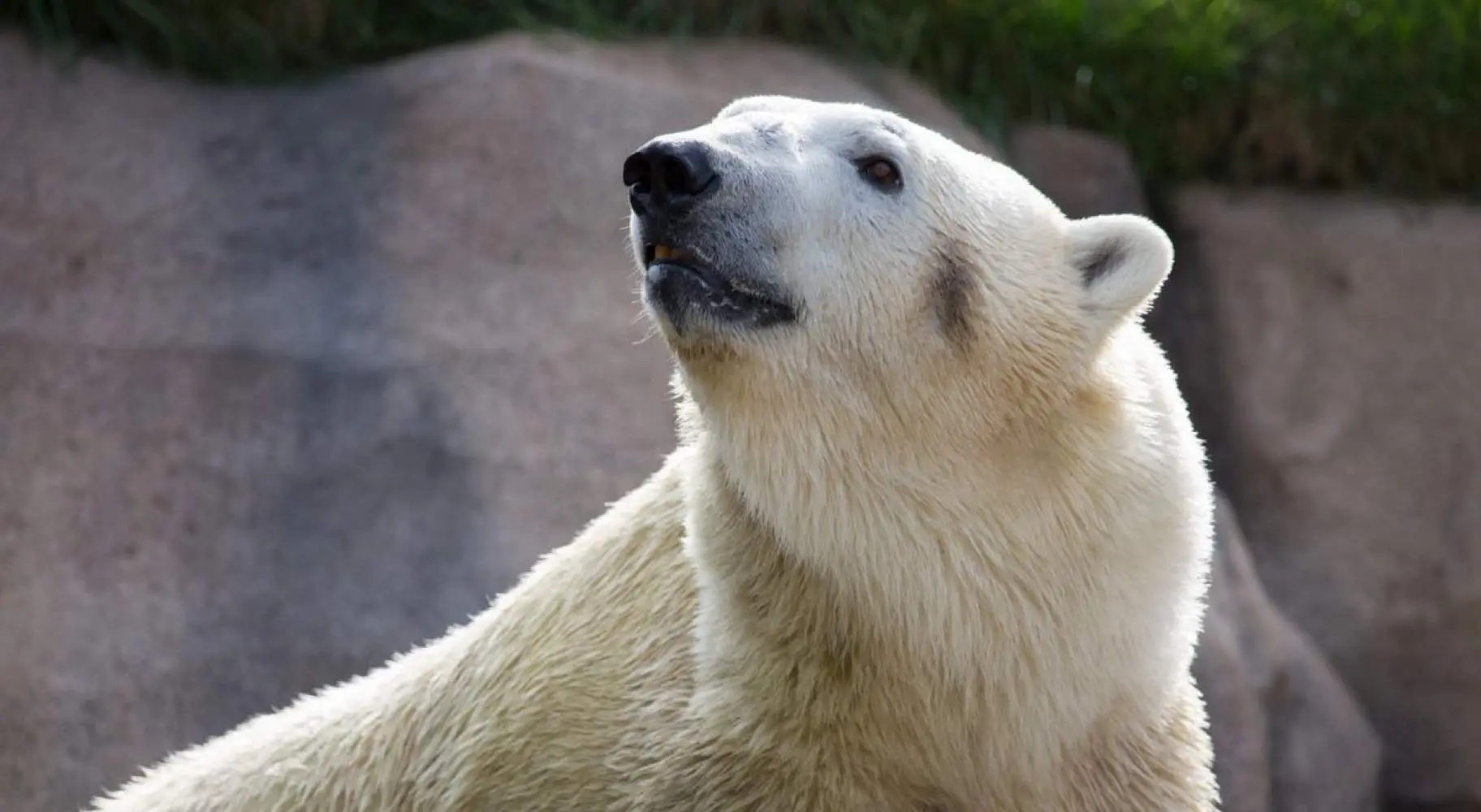 Primer plano de un oso polar en el zoo
