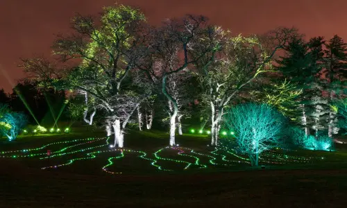 Luces en la hierba y los árboles