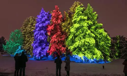 Árboles iluminados con luces de colores