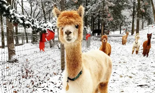 Navidad con las alpacas