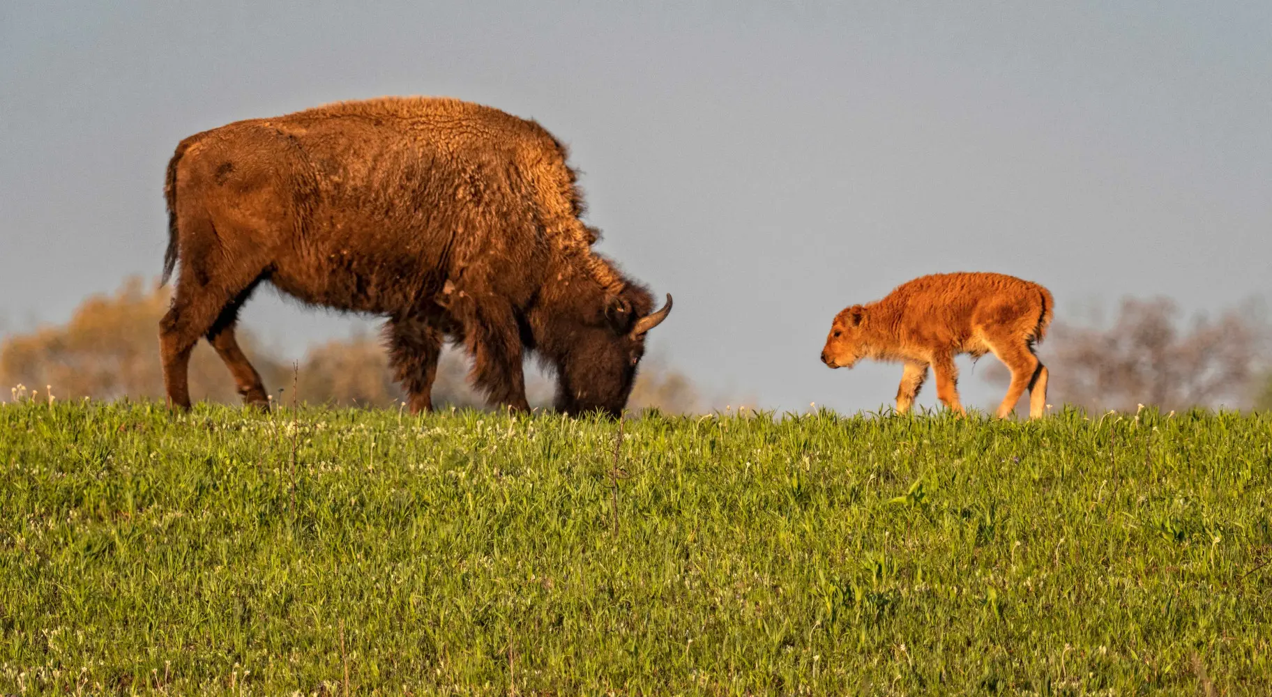 Bisonte adulto y niño comiendo hierba juntos