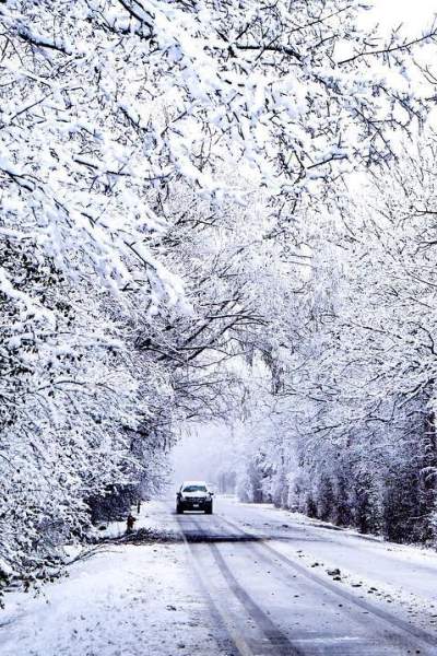 Coche circulando por carretera con árboles cubiertos de nieve a ambos lados