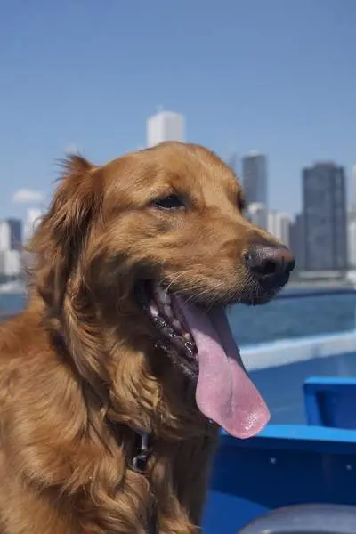 Perro en un barco