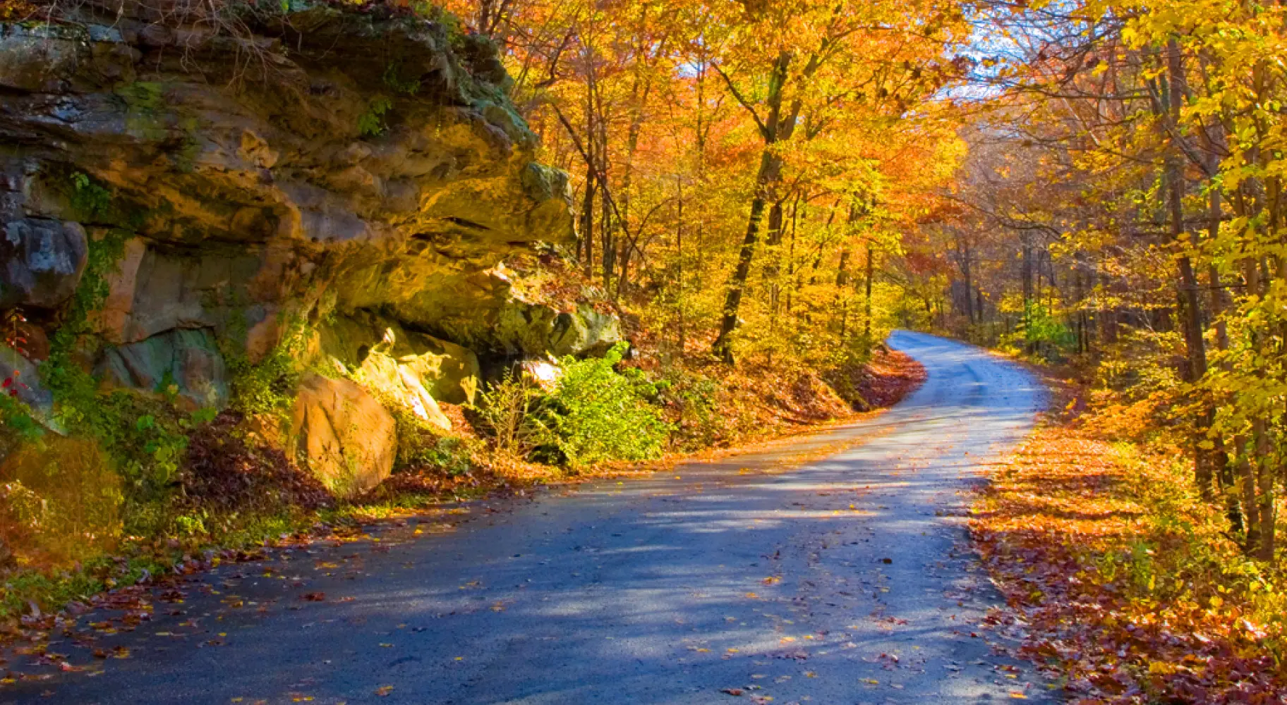 Una carretera con árboles
