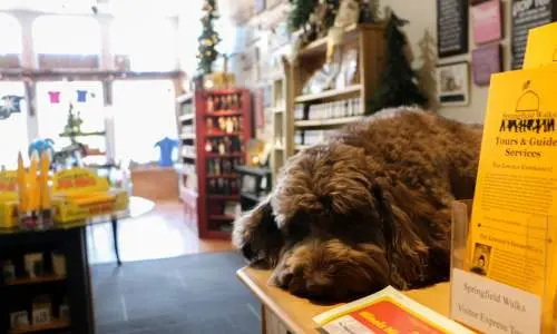 Dentro de una tienda con un perro